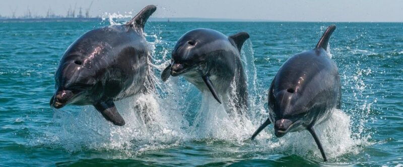 setubal-dolphin-watching-boat-tour