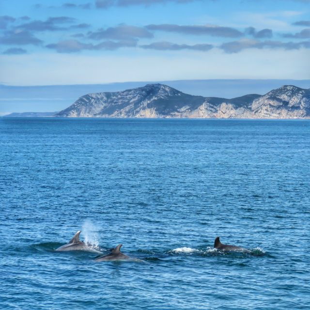 setubal-dolphin-watching-tour