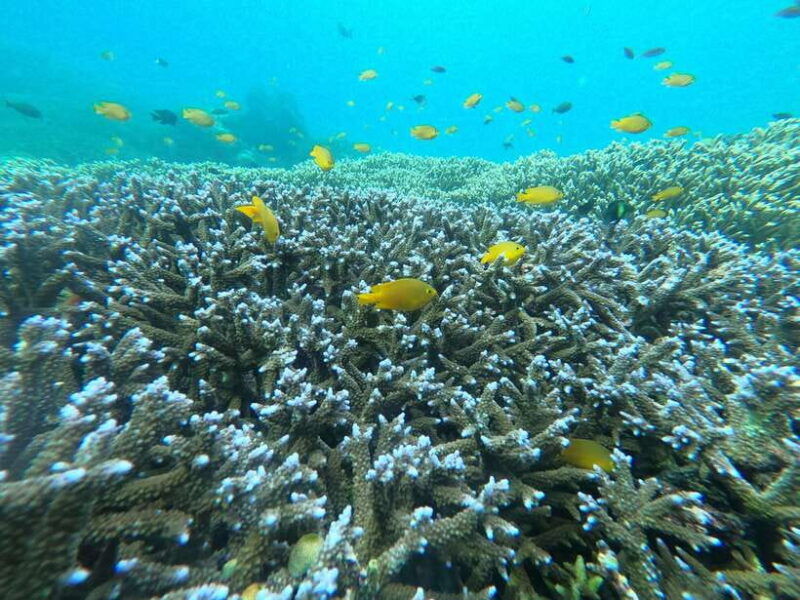 share-snorkeling-to-3-gilis