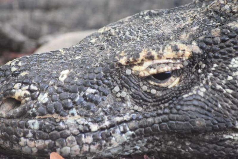 sharing-trip-komodo-3-days-2-nights