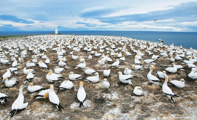 Shore Excursion: 4 Hour Premium Hawkes Bay and Napier Tour - What This Tour Offers At a Glance