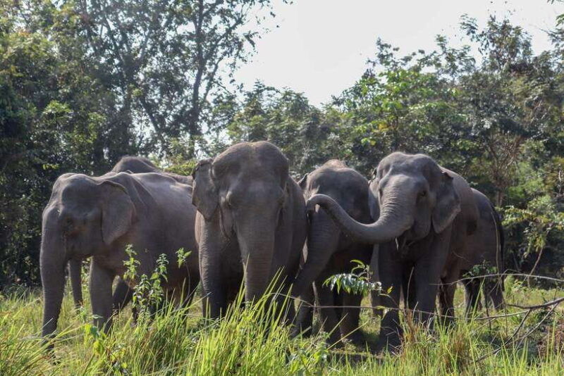 siem-reap-dine-with-elephants-a-nature-wildlife-journey