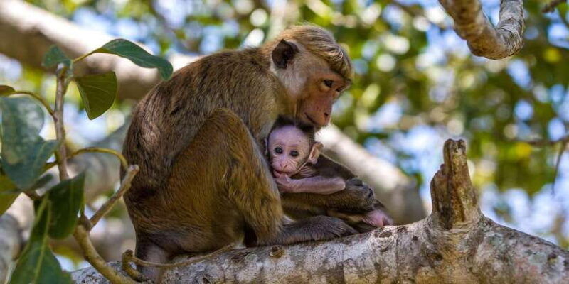 sigiriya-day-tour-with-jeep-safari-from-trincomalee