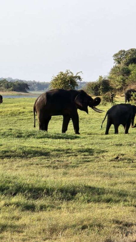 sigiryas-wildlife-experience
