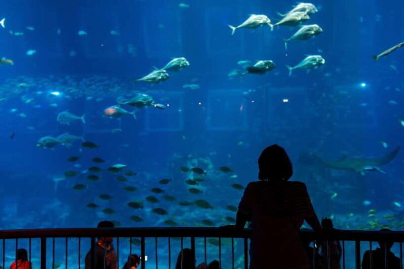 singapore-s-e-a-aquarium-entrance-e-ticket