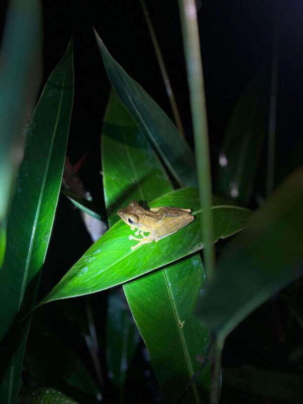sinharaja-rainforest-day-trip-from-colombo-or-negombo