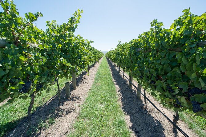 Sip and Savor: Private Yarra Valley Wine Tour from Melbourne - Introduction