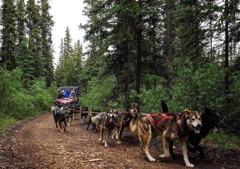 skagway-yukon-dog-mushing-sightseeing-tour-2