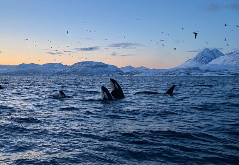 skjervoy-whale-and-orca-watching-tour-by-rib-boat