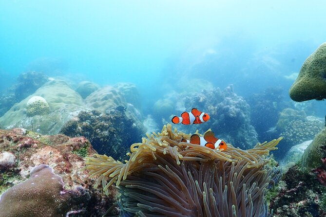 Snorkeling Full Day Experience from Bangkok - A Complete Look at the Snorkeling Full Day Experience from Bangkok