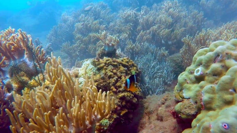 snorkeling-or-scuba-diving-in-cham-islands
