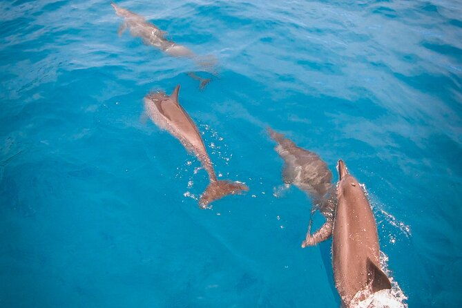 Snorkeling picnic in 5 hours with lunch in Tahiti - Key Points