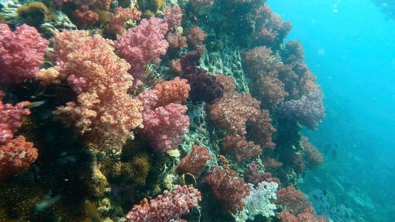 snorkeling-program-1-private-boat-lunch-included