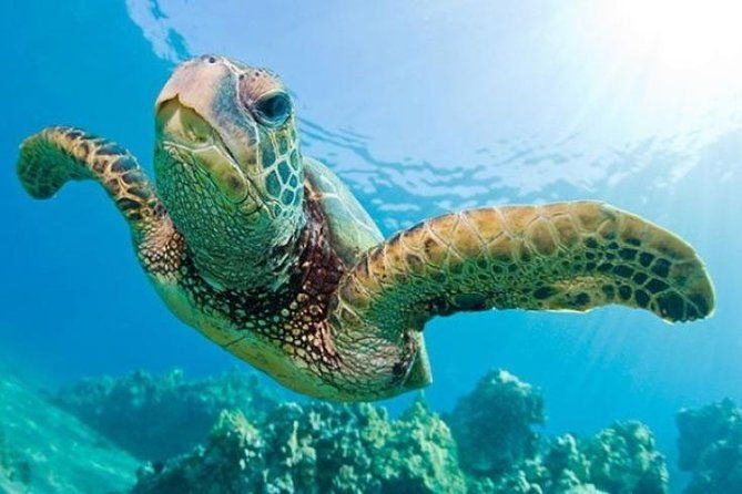 Snorkeling with Turtles at Cook Island Aquatic Reserve - Key Points