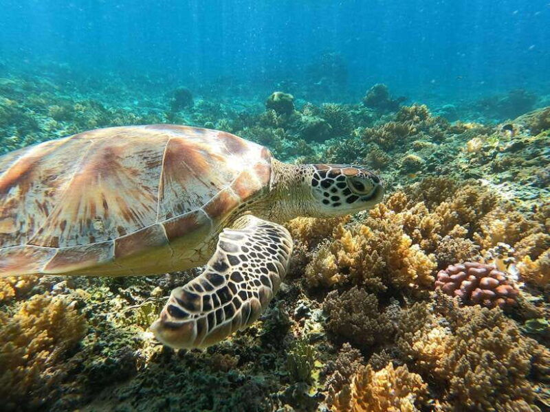 snorkling-explore