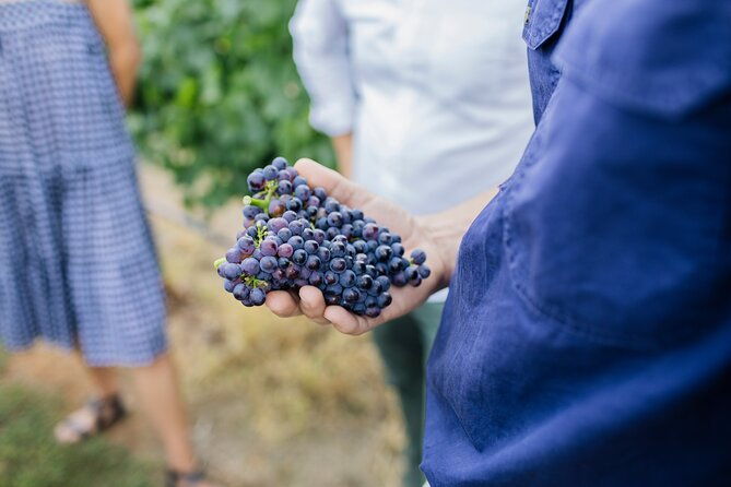 Sparkling Masterclass with Vineyard Tour and 4 Course Lunch - What to Expect from the Sparkling Masterclass Experience