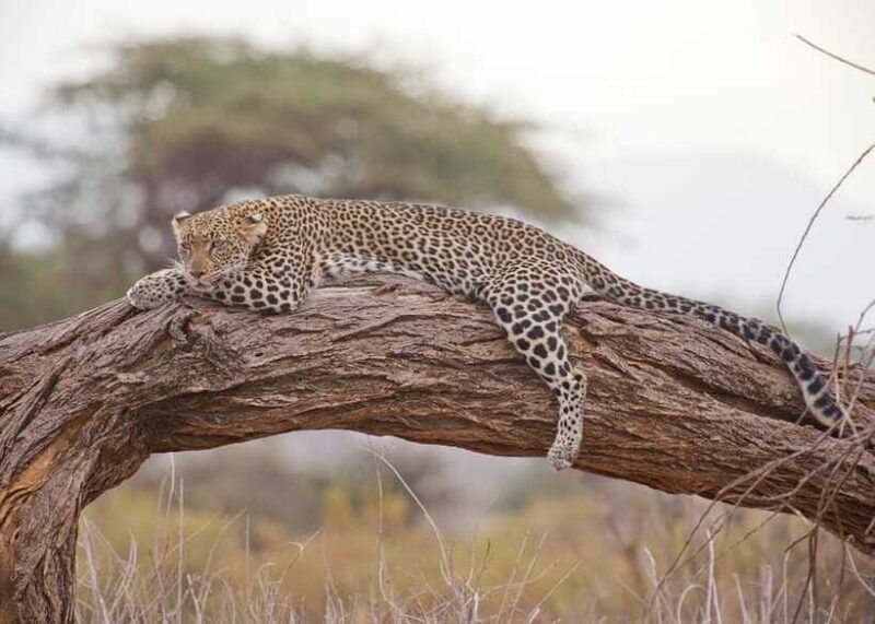 sri-lanka-2-day-national-parks-trip-hotel-transport-guide