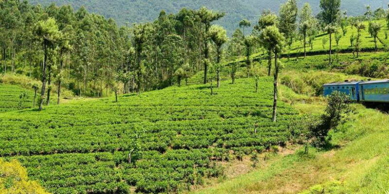 sri-lanka-2-day-wildlife-tour-rainforest-and-national-park