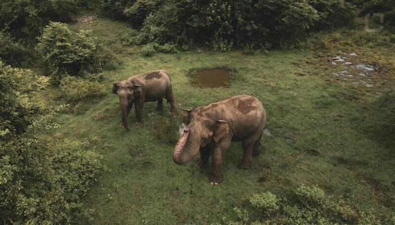 sri-lanka-3-day-temple-wildlife-waterfalls-hill-country
