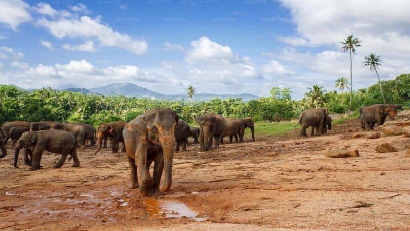 sri-lanka-4-day-kandy-nuwara-eliya-tea-hill-country-tour