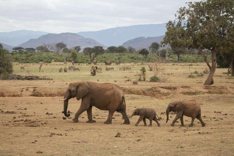 sri-lanka-6-day-tour-beach-stay-wildlife-history-culture