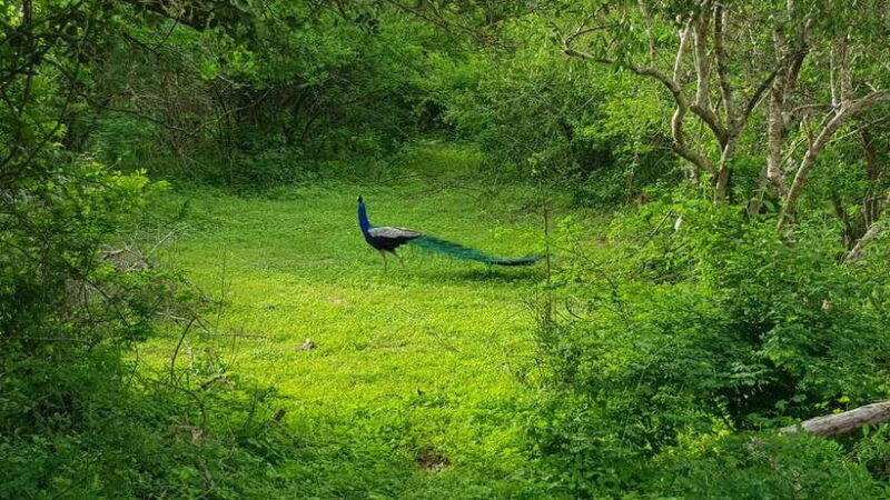 sri-lanka-nature-culture-history-and-wildlife-in-4-days