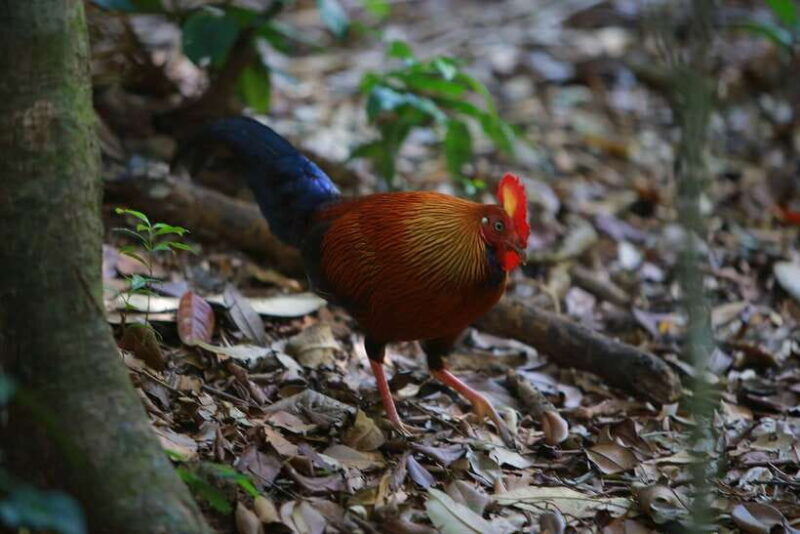 sri-lanka-sinharaja-rainforest-tour-from-colombo-bentota