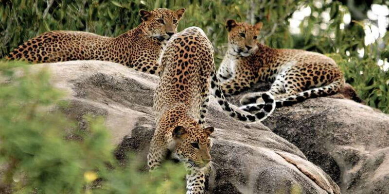 sri-lanka-yala-national-park-private-safari