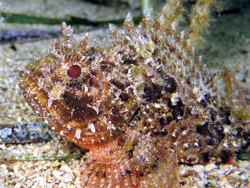 ssi-try-scuba-diving-in-the-sea