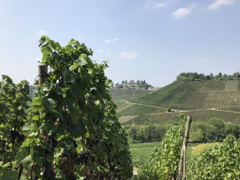 stuttgart-2-hour-vineyard-hike-with-tastings