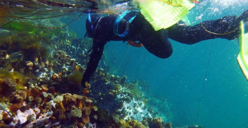summer-snorkeling-with-grey-seals