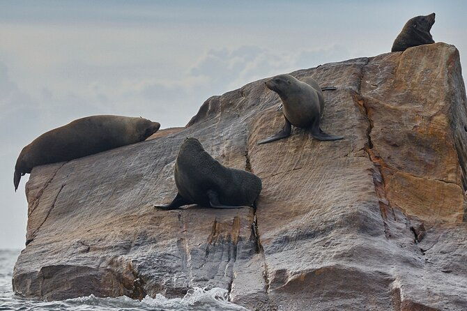 Sydney Kayak Seal Encounter Adventure with Gourmet Food - Final Thoughts: Why Choose This Tour?  