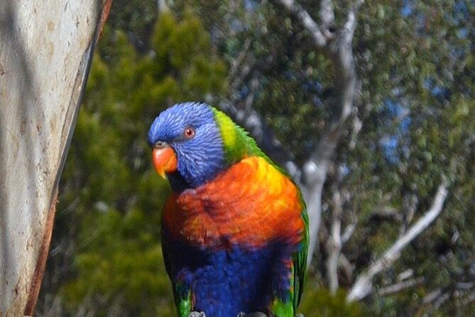 Sydney Parrots, a Unique Island and more - Exploring Sydney’s Unique Birdlife and Scenic Islands