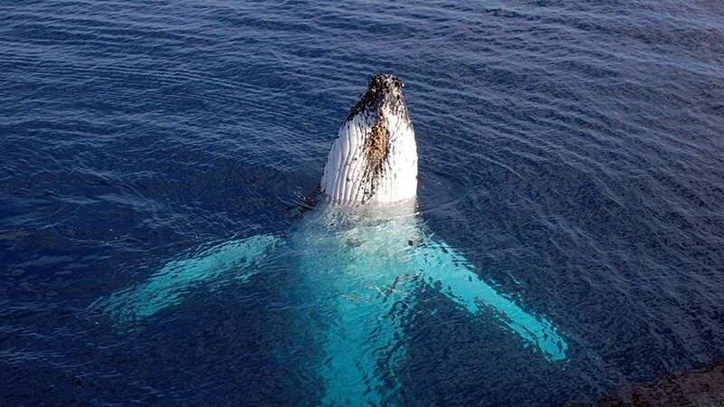 tadoussac-charlevoix-vip-lounge-upper-deck-whale-watching
