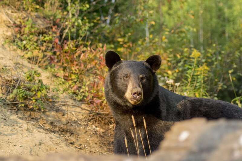 tadoussac-charlevoix-whale-watching-tour-bear-observation
