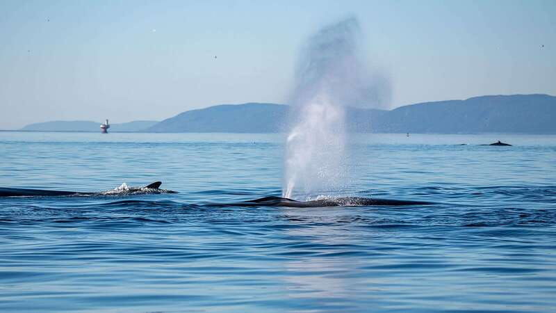 tadoussac-charlevoix-whale-watching-zodiac-tour