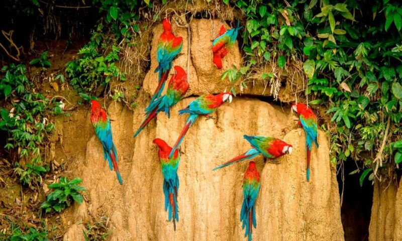 tambopata-clay-lick-for-macaws-2d-1n