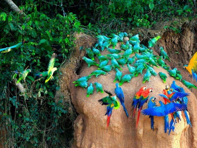 tambopata-macaw-clay-lick-4-days-3-nights-2
