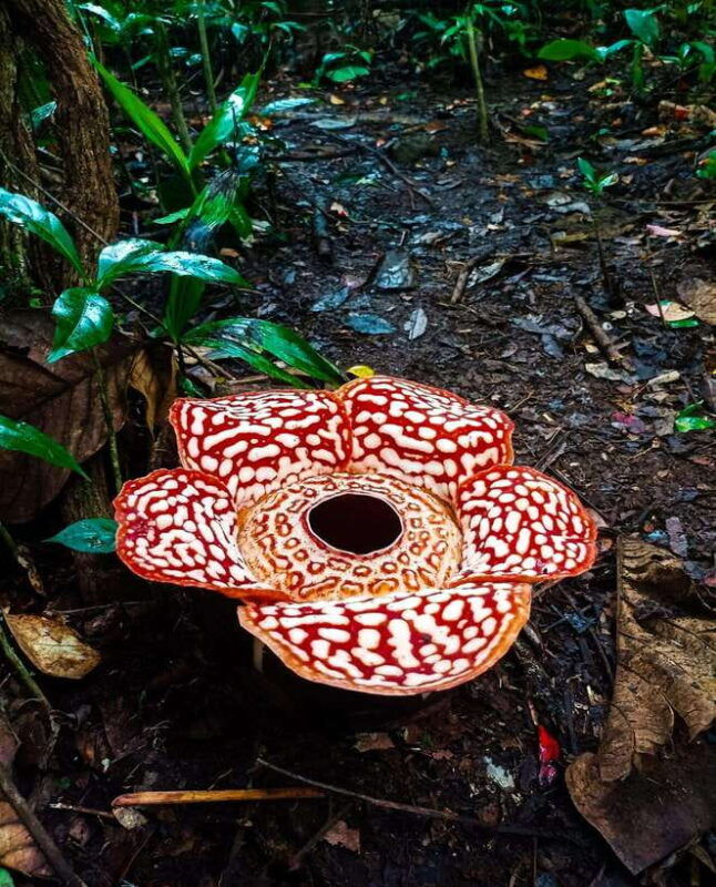 tambunan-rafflesia-flower-trekking-with-rustic-lunch