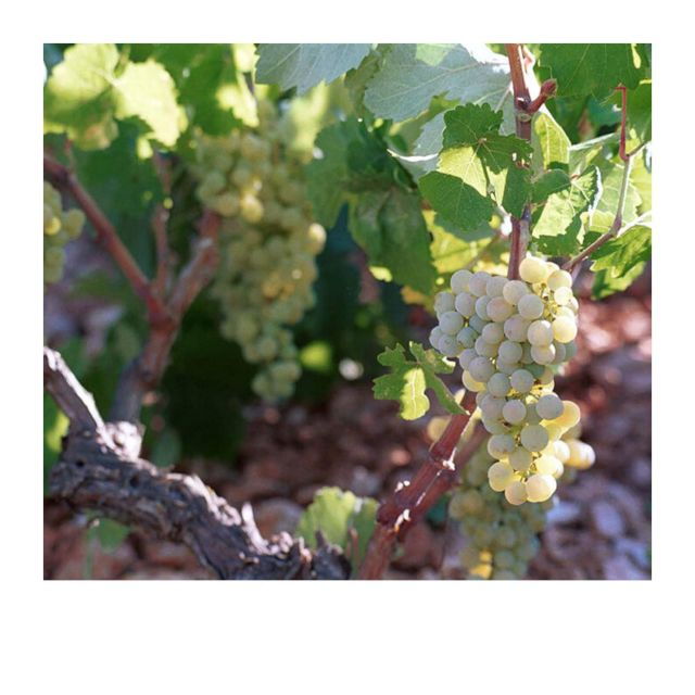 tastes-of-kefalonia-visit-winery-organic-farm-olive-mill