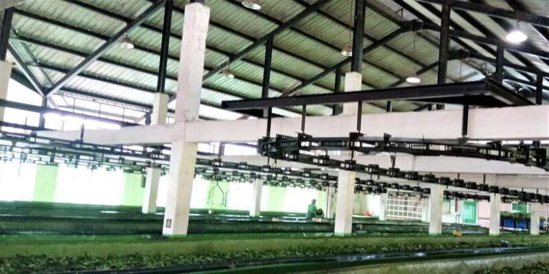 tea-plucking-tea-factory-tour-from-nuwara-eliya