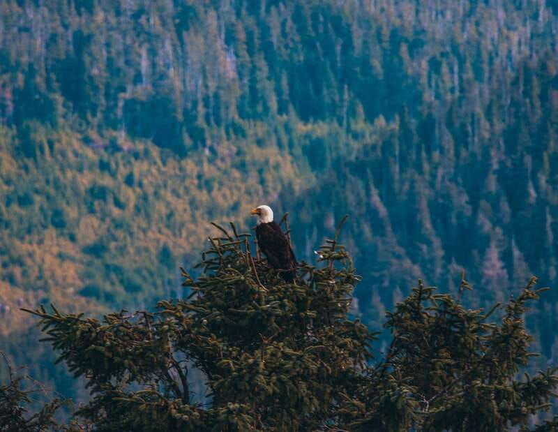 telegraph-cove-half-day-kayaking-tour