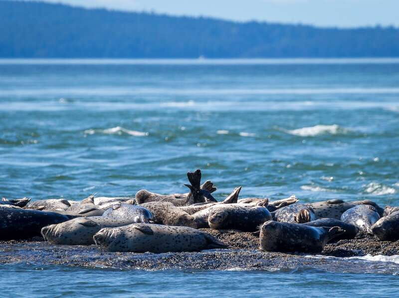 telegraph-cove-whale-watching-adventure-with-free-photos
