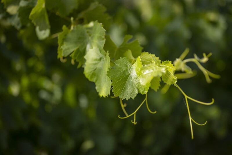 the-chateaux-of-gres-de-montpellier-wine-tasting
