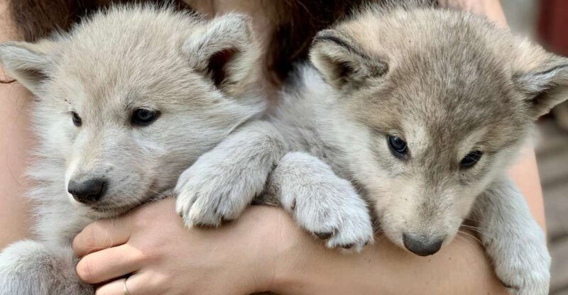 the-cuddly-wolf-private-tour