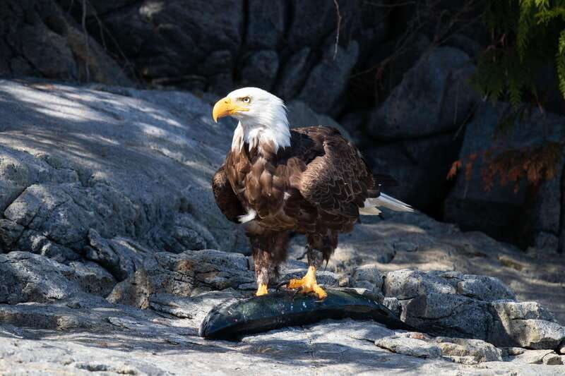 the-eagle-show-eagles-of-jimmy-judd