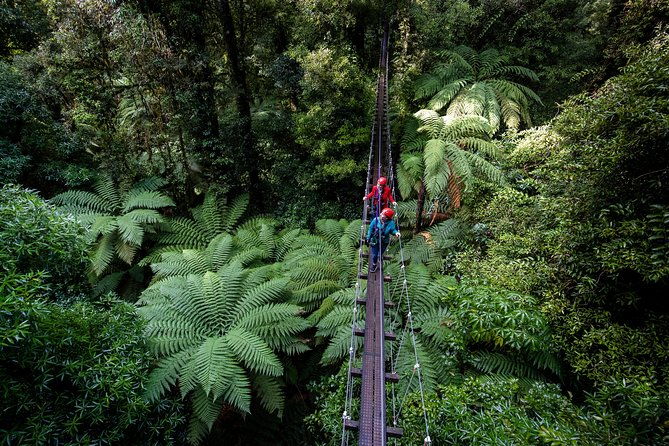 The Original Canopy Zipline Experience Private Tour From Auckland - Key Points