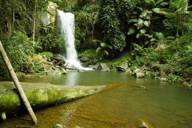 The Tastes of Tamborine Mountain - Exploring The Tastes of Tamborine Mountain: A Full-Day Adventure