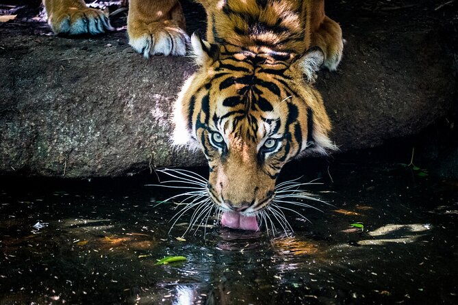 Tiger Experience at Melbourne Zoo - excl. entry - Key Points