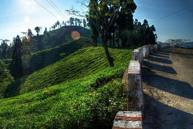 Tiger Hill Darjeeling Nature Walk (3 Hours Guided Trekking Experience) - Key Points  